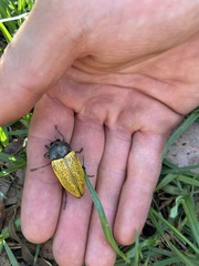Temognatha goryi