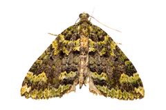 Austrocidaria callichlora