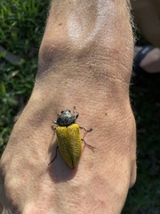 Temognatha goryi