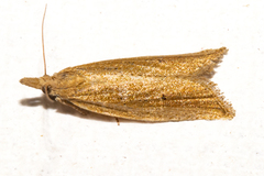 Bactra noteraula