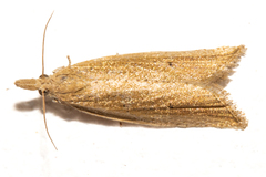 Bactra noteraula