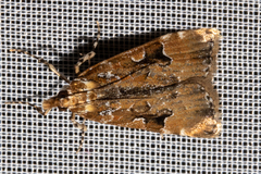 Scoparia ustimacula