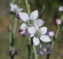 Philotheca brucei brucei