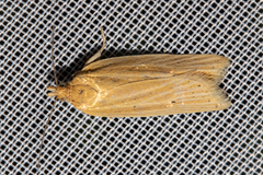 Clepsis leucaniana