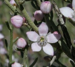 Philotheca brucei brucei