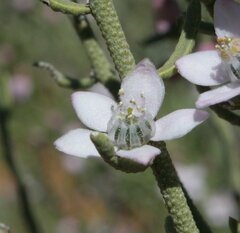 Philotheca brucei brucei