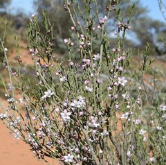 Philotheca brucei brucei