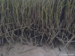 Syringodium filiforme