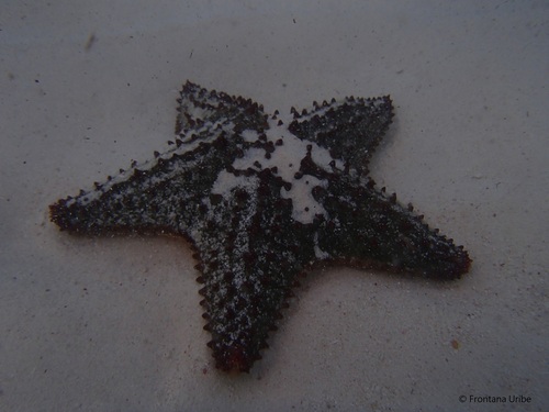 Red Cushion Sea Star, photo 6 of 10