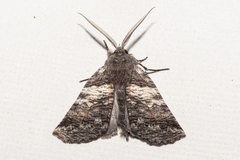 Declana griseata