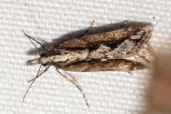 Eudonia steropaea