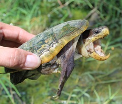 Claudius angustatus