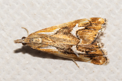 Glaucocharis interrupta