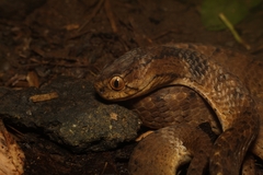 Pareas carinatus