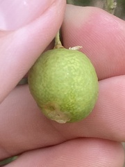 Citrus glauca