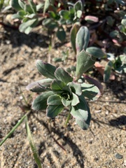 Camissoniopsis