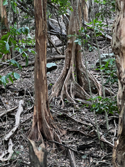 Pimenta racemosa