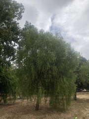 Citrus glauca