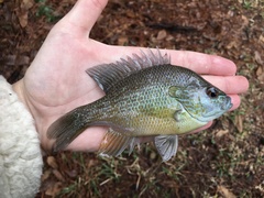 Lepomis aquilensis
