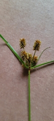 Cyperus ovatus