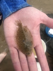 Pseudorhombus jenynsii