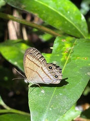 Amiga arnaca