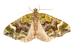 Hydriomena purpurifera