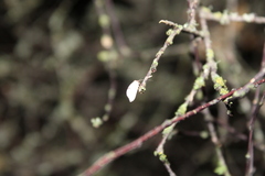 Drepanacra binocula