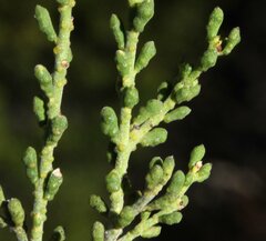 Philotheca tomentella