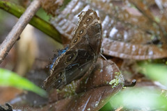 Morpho helenor