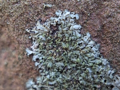 Physcia dubia