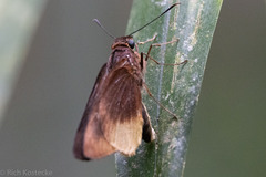 Tromba xanthura