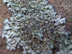 Physcia dubia