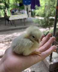 Gallus gallus domesticus