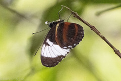 Heliconius cydno