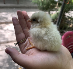 Gallus gallus domesticus