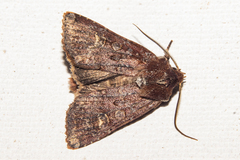 Ichneutica agorastis