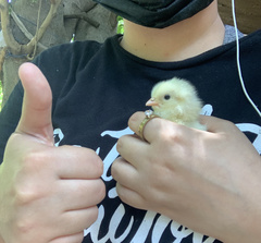 Gallus gallus domesticus