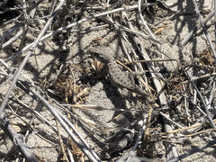 Sceloporus occidentalis becki