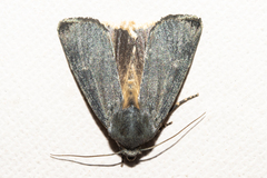 Physetica caerulea