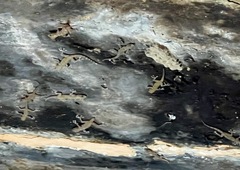 Ptyodactylus hasselquistii