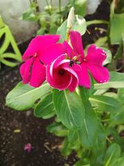 Trigona fulviventris