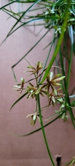 Cyperus flavescens