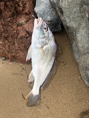 Nibea soldado