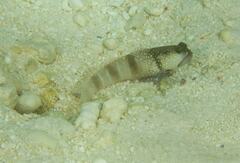 Cryptocentrus cinctus