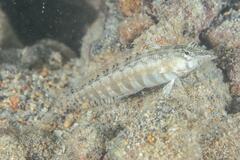 Parapercis australis