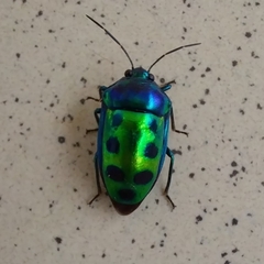 Chrysocoris