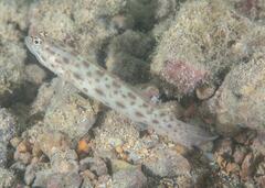 Ctenogobiops pomastictus