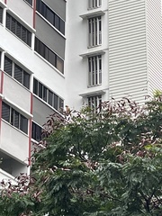 Psittacula alexandri