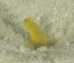 Cryptocentrus cinctus
